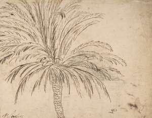 Studie van een palmboom, ca. 1635-40 door Nicolas Poussin